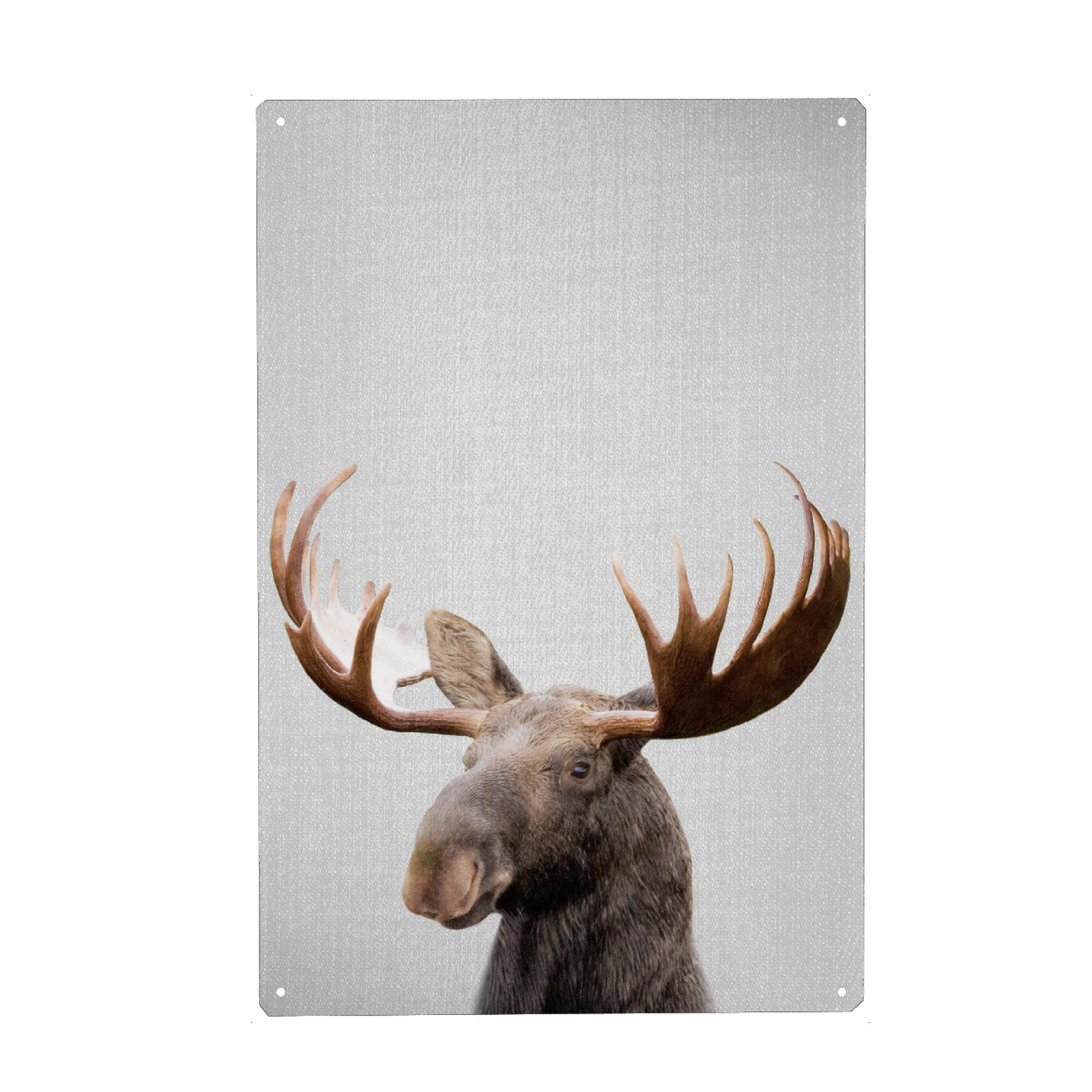 Metall Poster "Moose - Colorful" artboxONE - Tiere