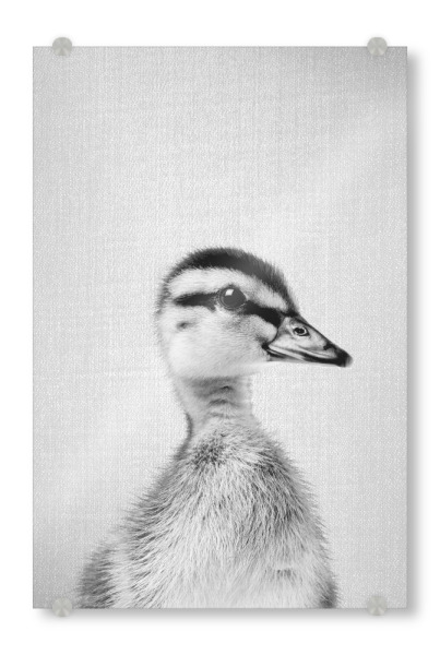Acrylglasbild "Duckling - Black & White" artboxONE - Tiere,Schwarzweiß