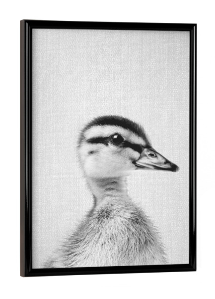 Poster mit schwarzem Rahmen "Duckling - Black & White" artboxONE - Tiere,Schwarzweiß