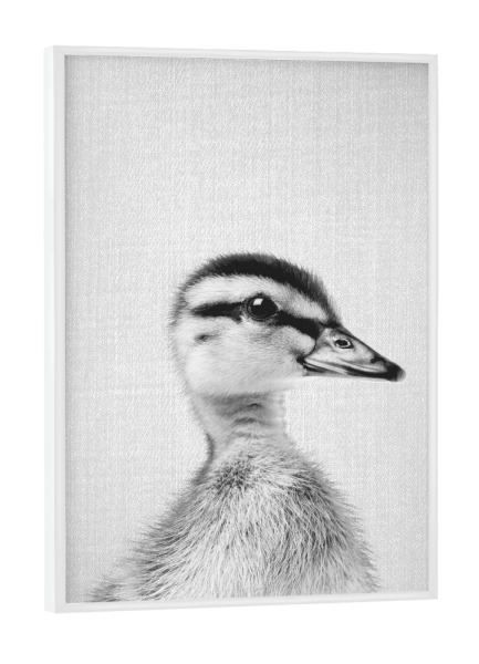 Poster mit weißem Rahmen "Duckling - Black & White" artboxONE - Tiere,Schwarzweiß