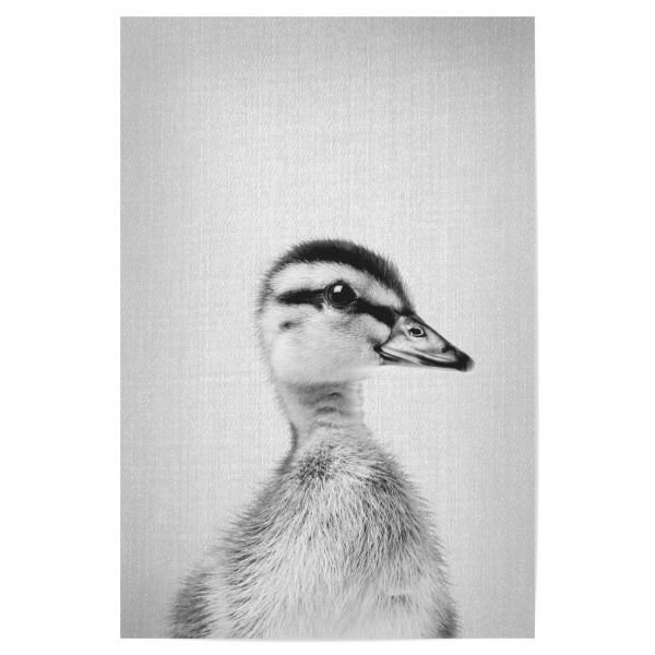 Poster 30x20 cm "Duckling - Black & White" artboxONE - Tiere,Schwarzweiß