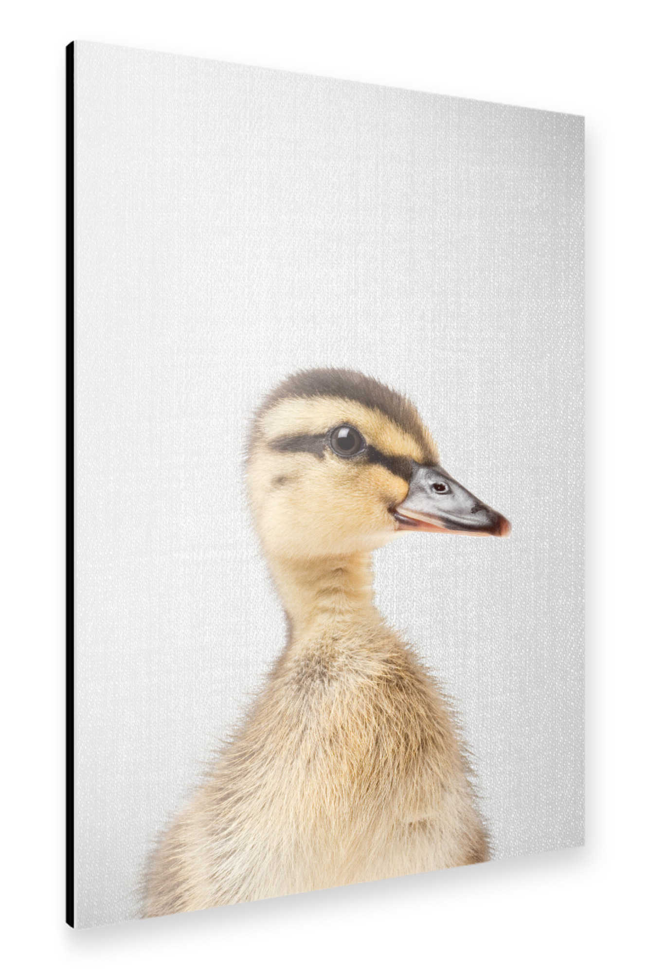 Alu-Dibond "Duckling - Colorful" 75x50 cm artboxONE