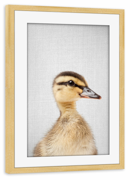 Poster mit Rahmen kiefer "Duckling - Colorful" artboxONE - Tiere