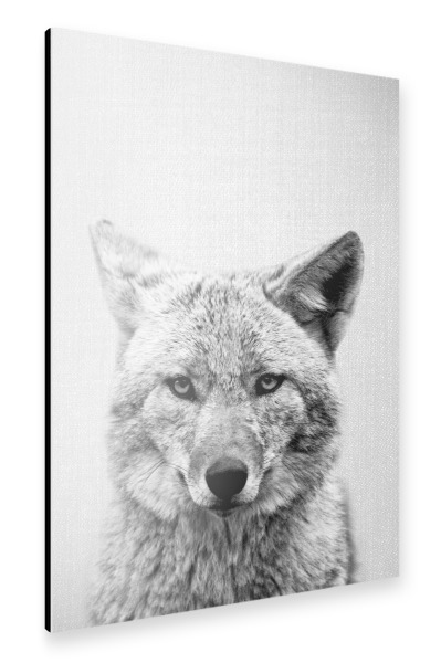 Alu-Dibond "Coyote - Black & White" 30x20 cm artboxONE