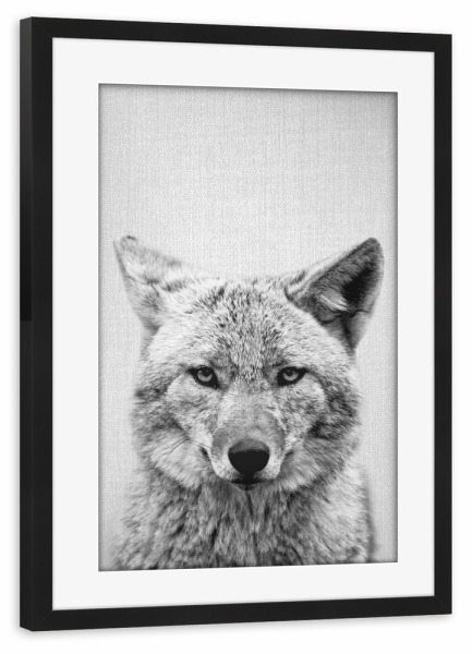 Poster mit Rahmen schwarz "Coyote - Black & White" artboxONE - Tiere,Schwarzweiß