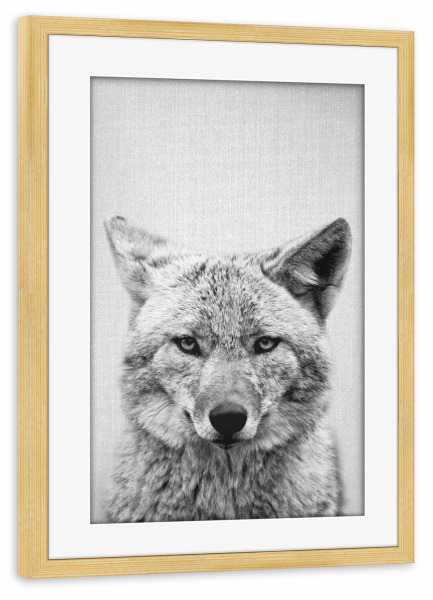 Poster mit Rahmen kiefer "Coyote - Black & White" artboxONE - Tiere,Schwarzweiß