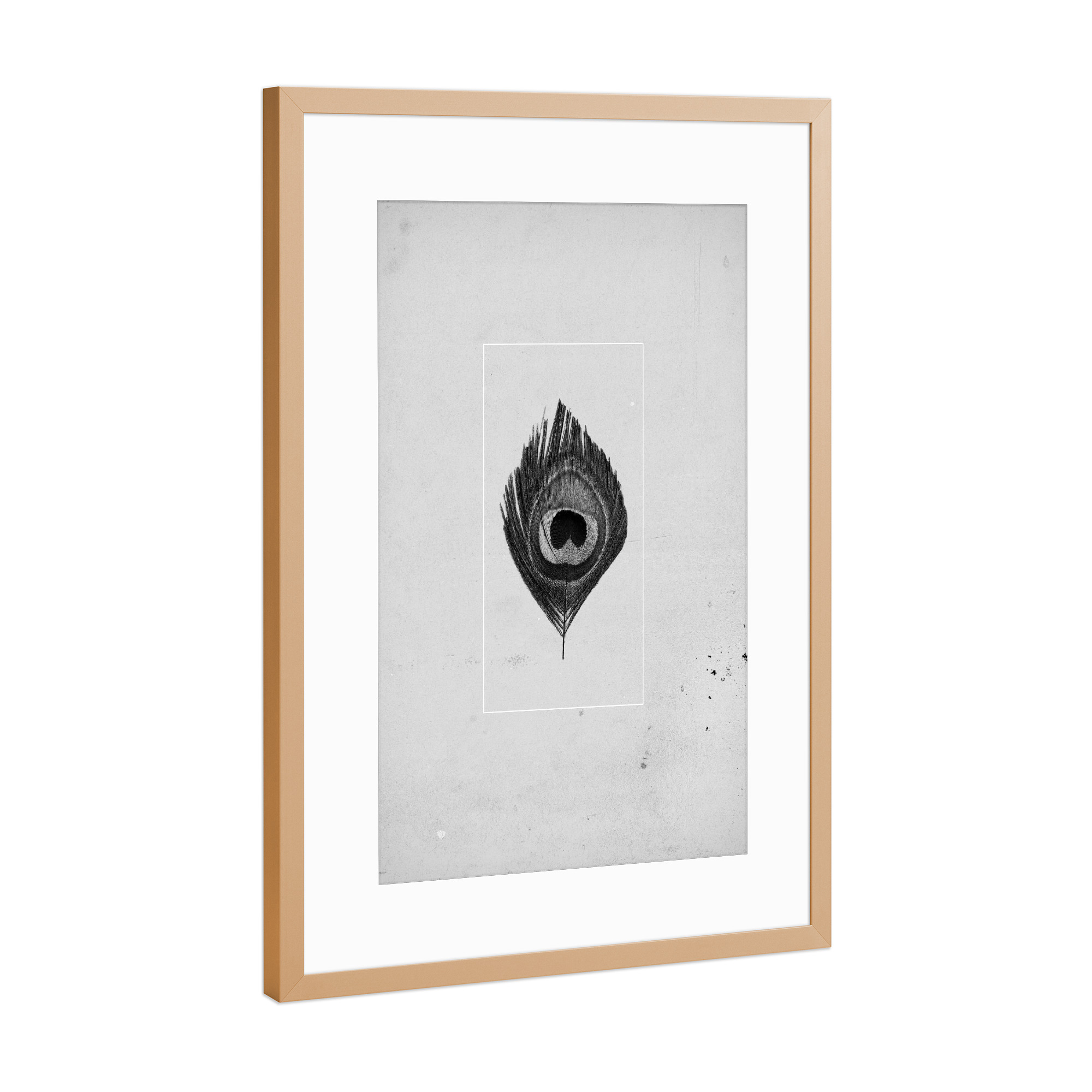 Poster mit Rahmen Kupfer "Graue Feder" artboxONE - Tiere,Schwarzweiß - Feder,Grau,Beton,Vogel,Natur,Gefieder