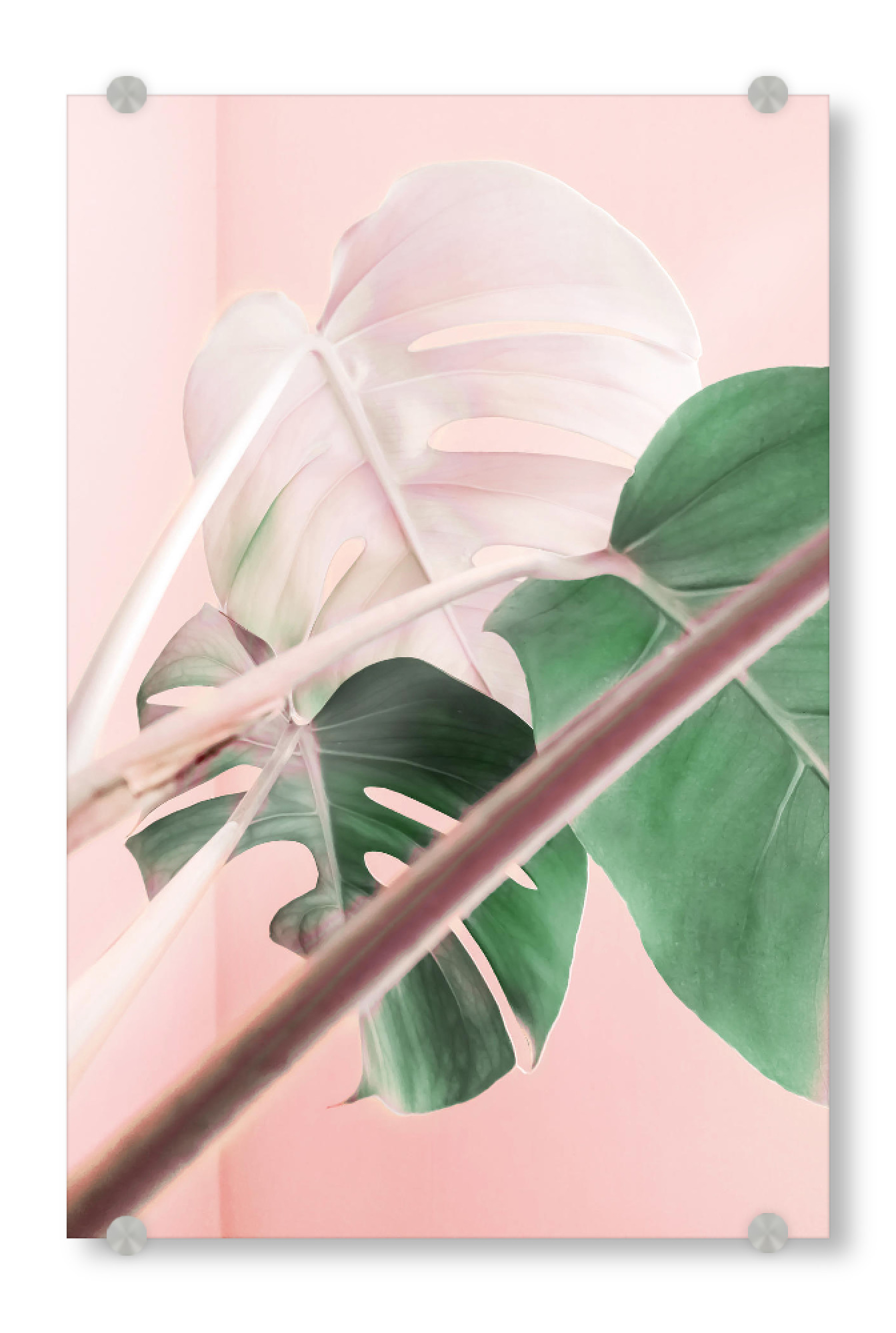 Acrylglasbild "Glowing Monstera" artboxONE - Natur,Floral - Monstera,Pink,Plant,Leaf,Leaves,Foliage,Greenery