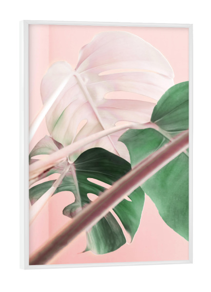 Poster mit weißem Rahmen "Glowing Monstera" artboxONE - Natur,Floral - Monstera,Pink,Plant,Leaf,Leaves,Foliage,Greenery