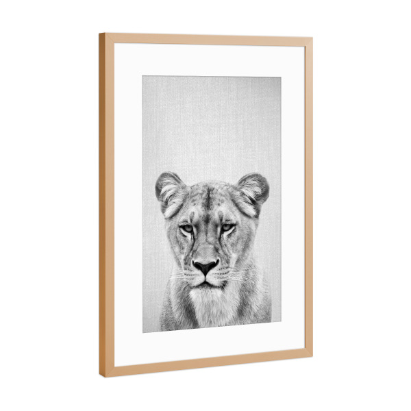 Poster mit Rahmen Kupfer "Lioness - Black & White" artboxONE - Tiere,Schwarzweiß