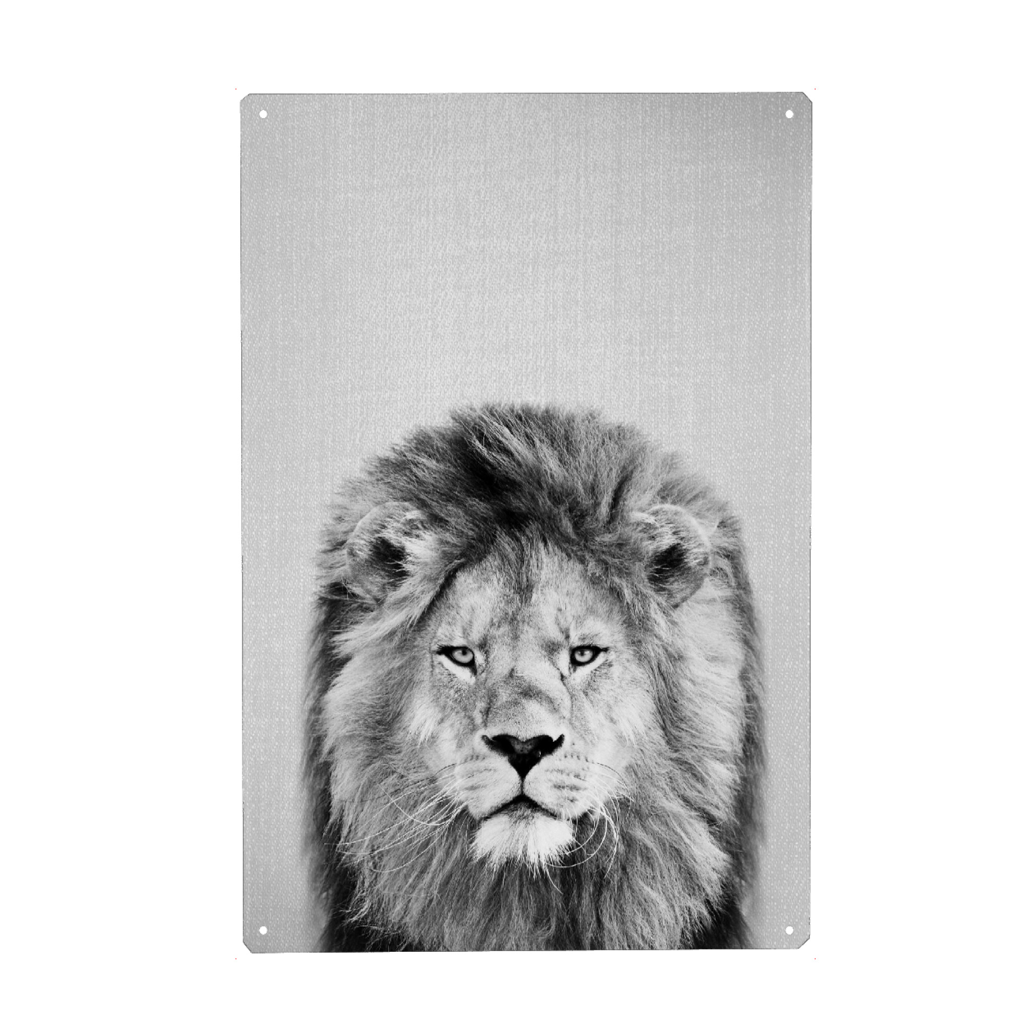 Metall Poster "Lion - Black & White" artboxONE - Tiere,Schwarzweiß