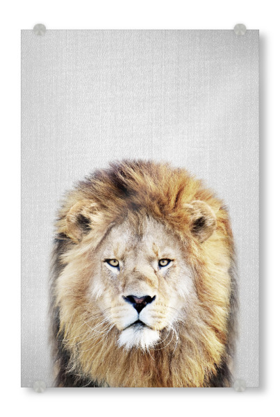 Acrylglasbild "Lion - Colorful" artboxONE - Tiere,Reise / Afrika