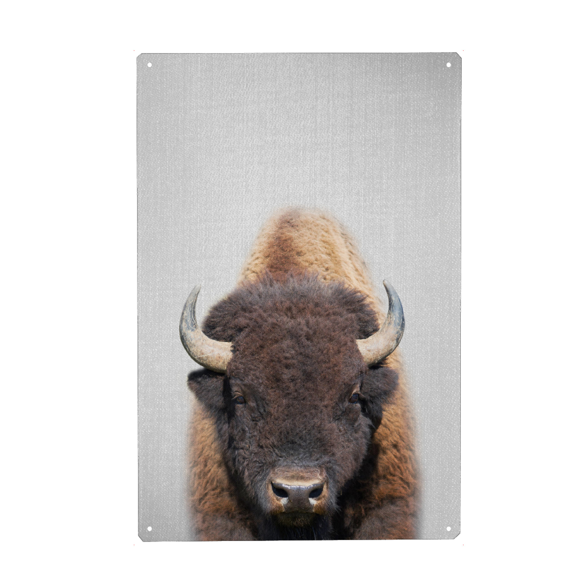 Metall Poster "Buffalo - Colorful" artboxONE - Tiere