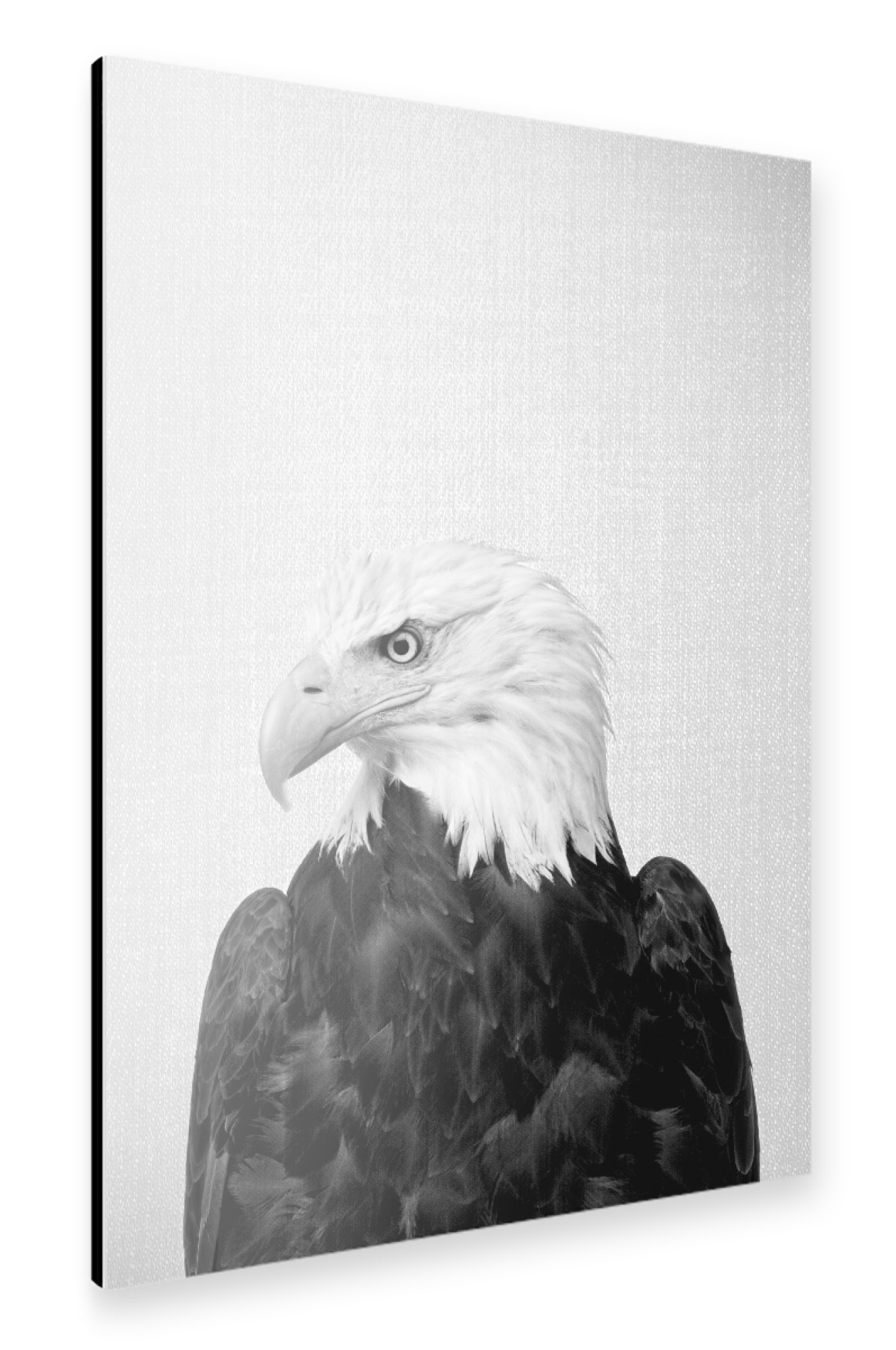 Alu-Dibond "Eagle - Black & White" 30x20 cm artboxONE