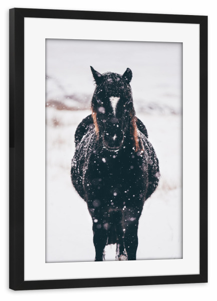 Poster mit Rahmen schwarz "Horse in the snow" artboxONE - Tiere - Horse,Winter,Animals