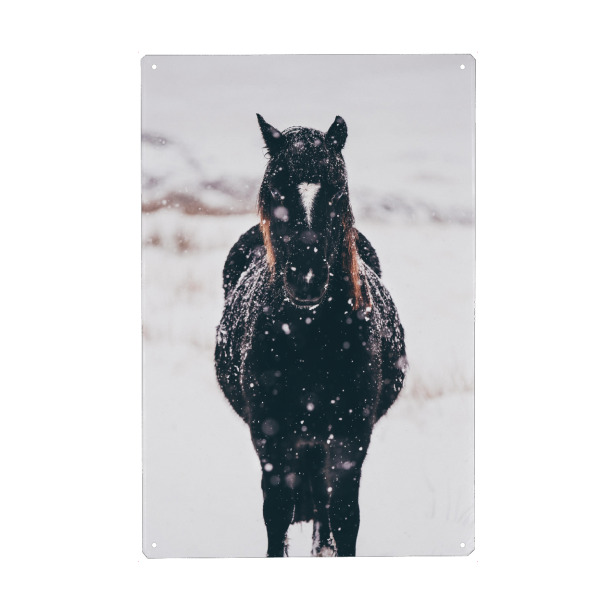 Metall Poster "Horse in the snow" artboxONE - Tiere - Horse,Winter,Animals - Blechschild