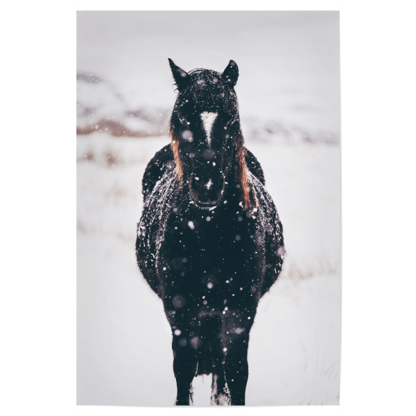 Poster "Horse in the snow" artboxONE - Tiere - Horse,Winter,Animals