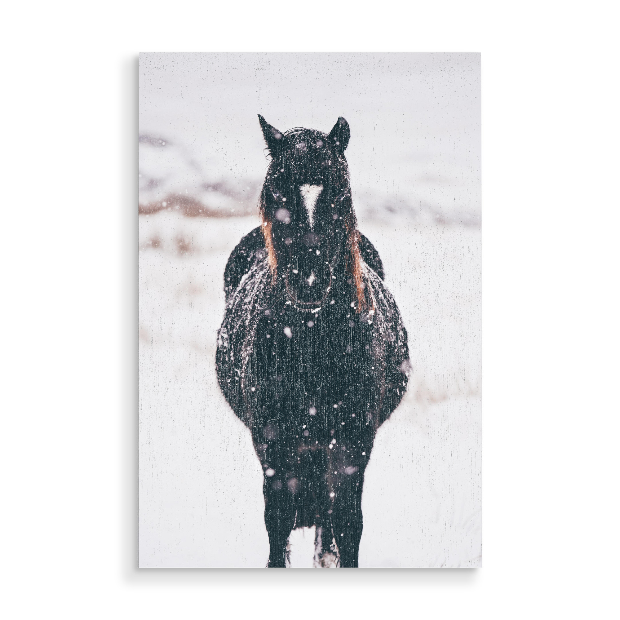 Holzbild "Horse in the snow" artboxONE - Tiere - Horse,Winter,Animals