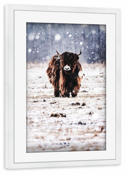 Poster mit Rahmen weiß "Cow in the snow" artboxONE - Tiere - Cow,Winter,Animals