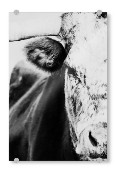 Acrylglasbild "Cow snout" artboxONE - Tiere,Schwarzweiß - Cow,Photography,Animal