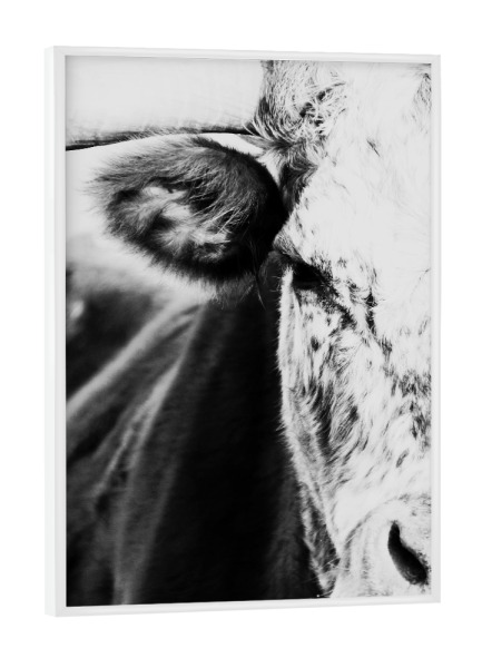 Poster mit weißem Rahmen "Cow snout" artboxONE - Tiere,Schwarzweiß - Cow,Photography,Animal