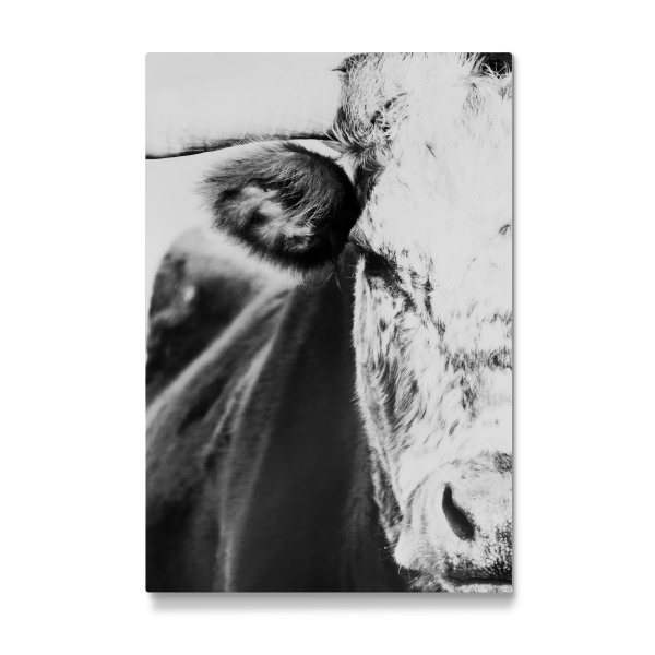 Galerie-Print "Cow snout" 30x20 cm artboxONE