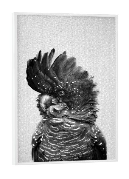 Poster mit weißem Rahmen "Black Cockatoo - Black & White" artboxONE - Tiere,Schwarzweiß