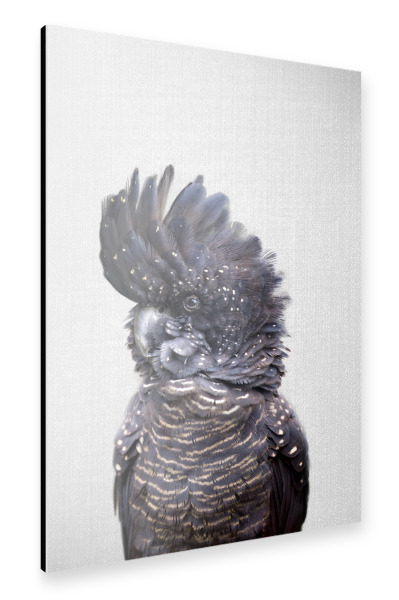 Alu-Dibond "Black Cockatoo - Colorful" 30x20 cm artboxONE