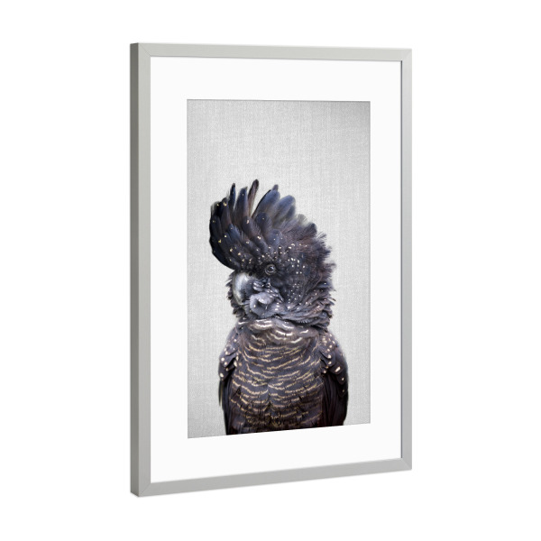 Poster mit Rahmen Silber "Black Cockatoo - Colorful" artboxONE - Tiere