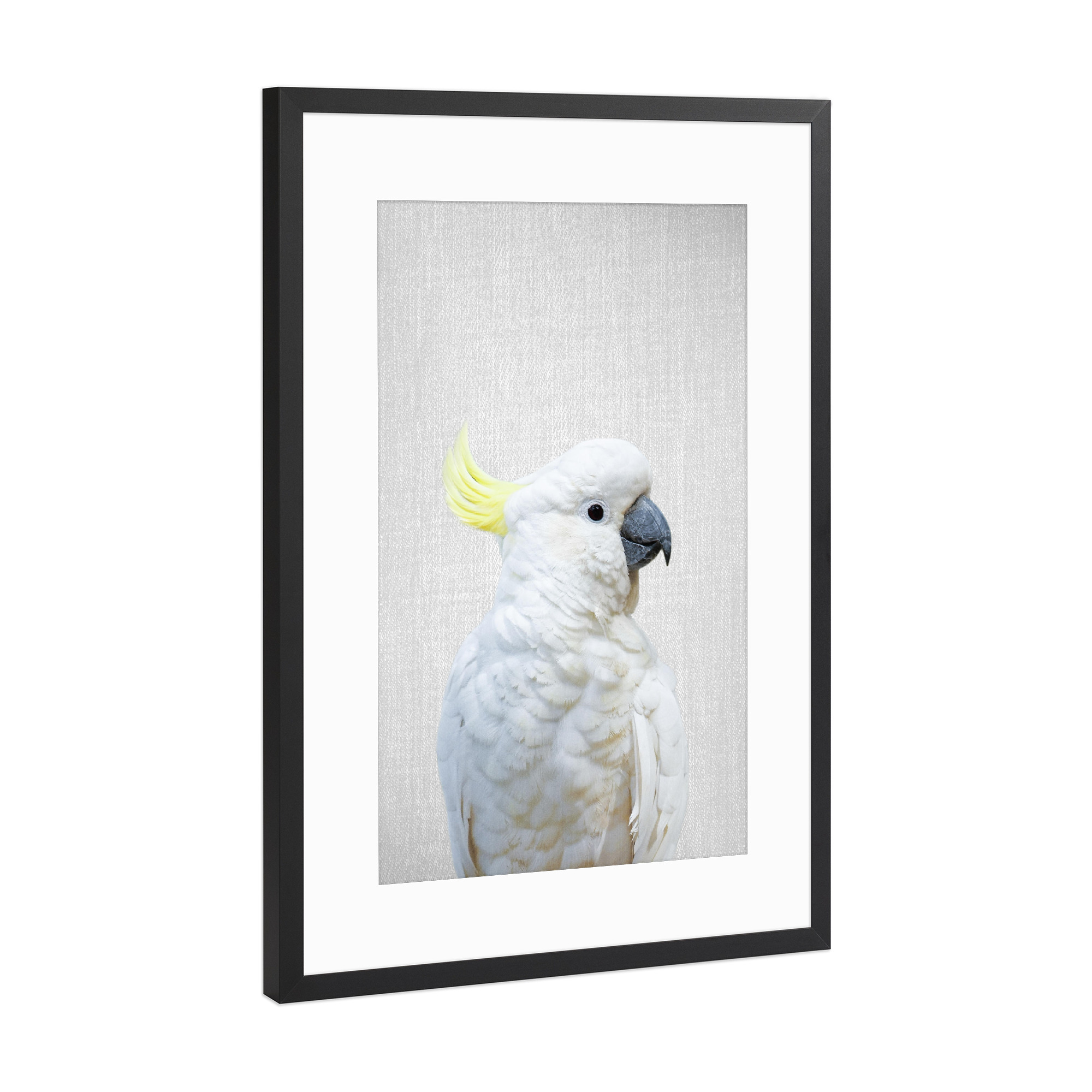 Poster mit Rahmen Schwarz (Metallic) "White Cockatoo - Colorful" artboxONE - Tiere