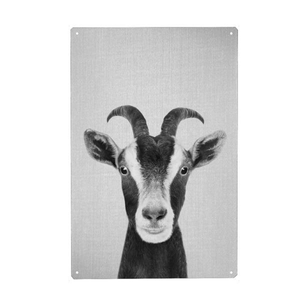 Metall Poster "Goat - Black & White" artboxONE - Tiere,Schwarzweiß