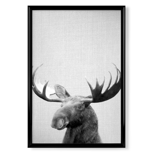 Moose - Black & White