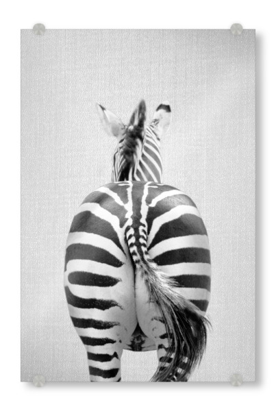 Acrylglasbild "Zebra Tail - Black & White" artboxONE - Tiere,Schwarzweiß