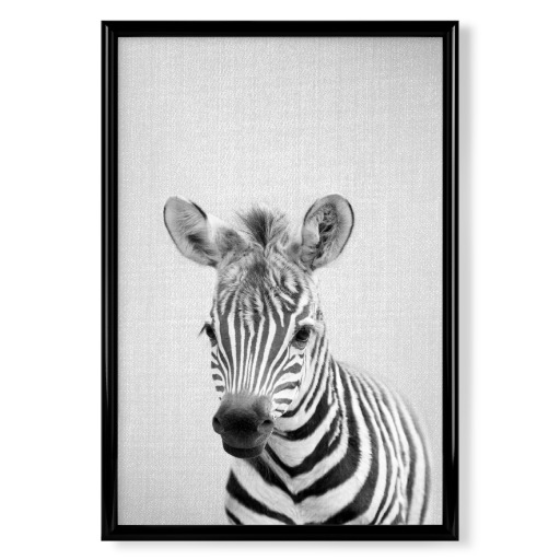 Baby Zebra - Black & White