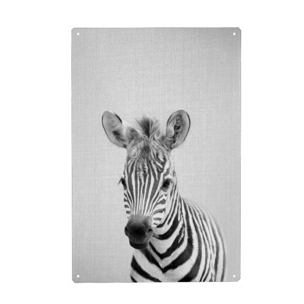 Metall Poster "Baby Zebra - Black & White" artboxONE - Tiere,Schwarzweiß