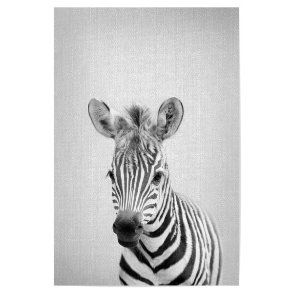 Poster "Baby Zebra - Black & White" artboxONE - Tiere,Schwarzweiß