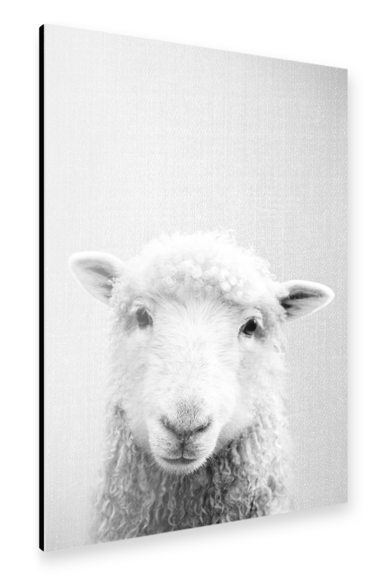 Alu-Dibond "Sheep - Black & White" 30x20 cm artboxONE
