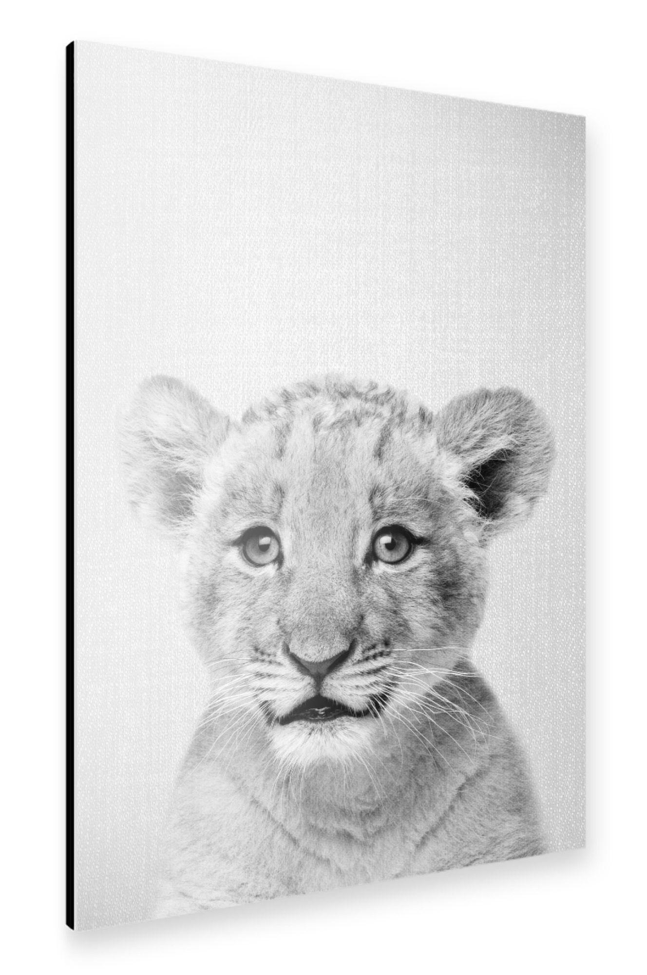 Alu-Dibond "Baby Lion - Black & White" 75x50 cm artboxONE