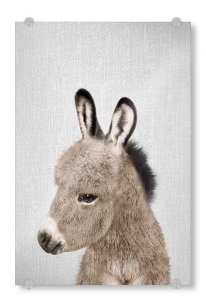 Acrylglasbild "Donkey - Colorful" artboxONE - Natur,Für Kinder,Tiere,Liebe,Lustig