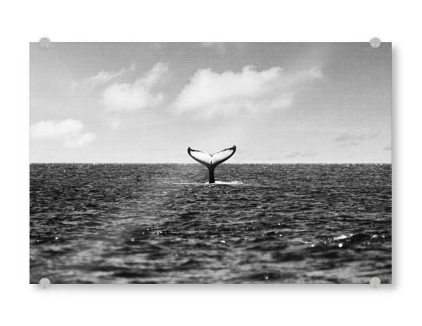 Acrylglasbild "Whale Tail Black & White" artboxONE - Natur,Tiere,Schwarzweiß,Reise / Strand und Meer