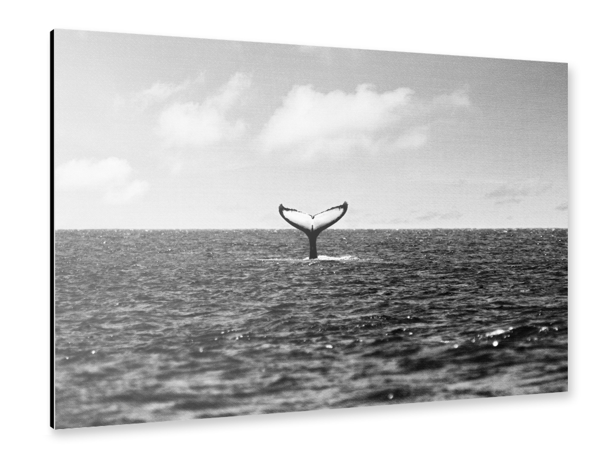 Alu-Dibond "Whale Tail Black & White" 30x20 cm artboxONE
