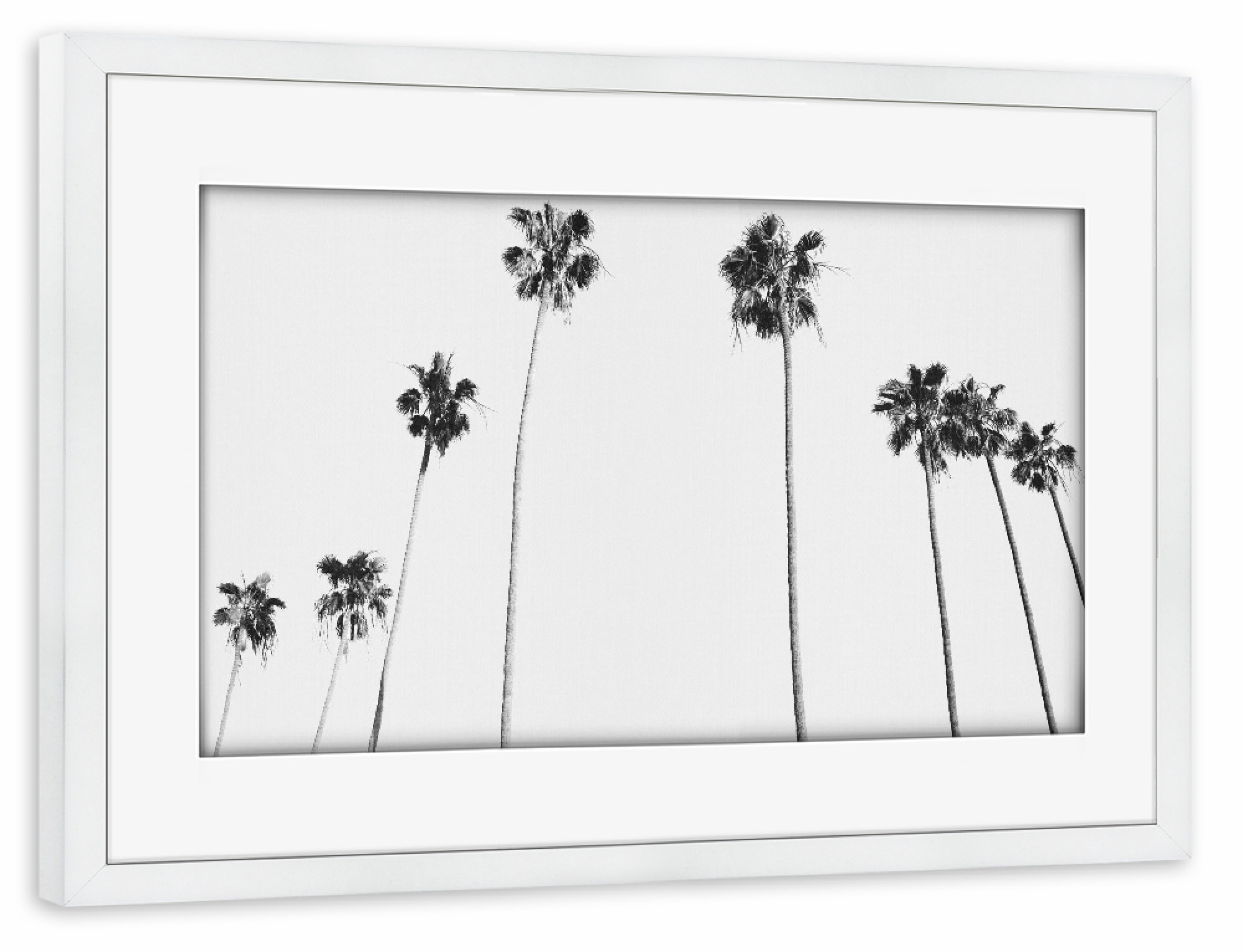 Poster mit Rahmen weiß "Black & White Palms" artboxONE - Natur,Floral,Schwarzweiß,Reise / Strand und Meer,Städte / Los Angeles