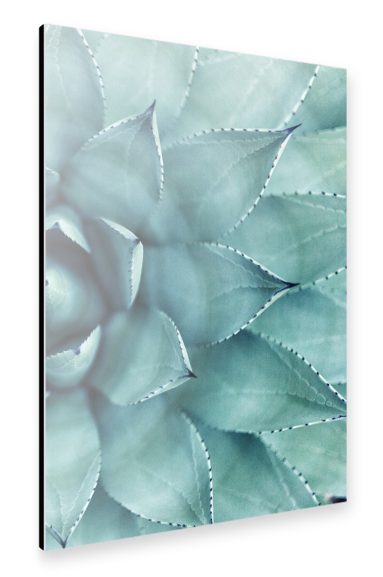 Alu-Dibond "Succulent - Right" 75x50 cm artboxONE