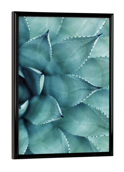 Poster mit schwarzem Rahmen "Succulent - Right" artboxONE - Floral - Sukkulente,Kaktus,Pflanze,Natur,Nahaufnahme,Botanisch
