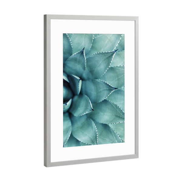 Poster mit Rahmen Silber "Succulent - Right" artboxONE - Floral - Sukkulente,Kaktus,Pflanze,Natur,Nahaufnahme,Botanisch