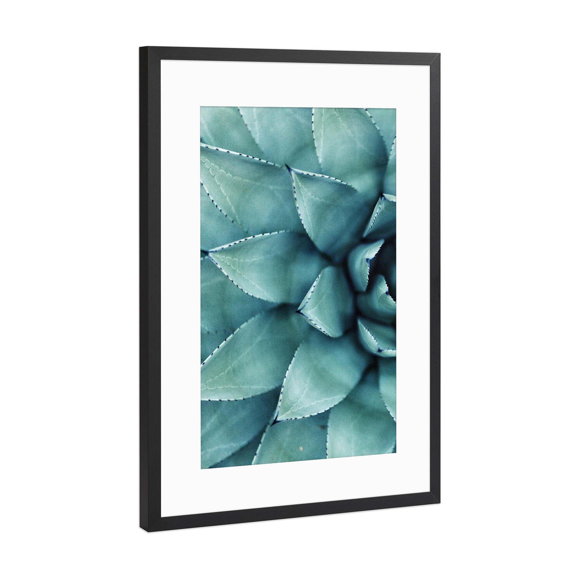 Poster mit Rahmen Schwarz (Metallic) "Succulent - Left" artboxONE - Floral - Sukkulente,Pflanze,Kaktus,Botanisch,Nahaufnahme