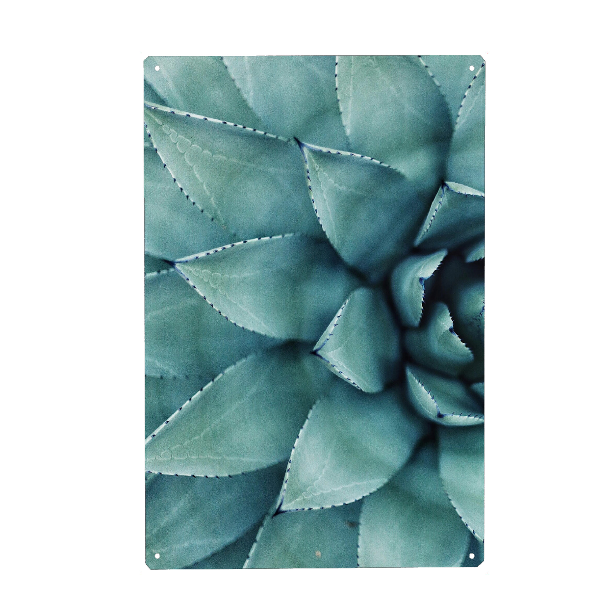 Metall Poster "Succulent - Left" artboxONE - Floral - Sukkulente,Pflanze,Kaktus,Botanisch,Nahaufnahme - Blechschild