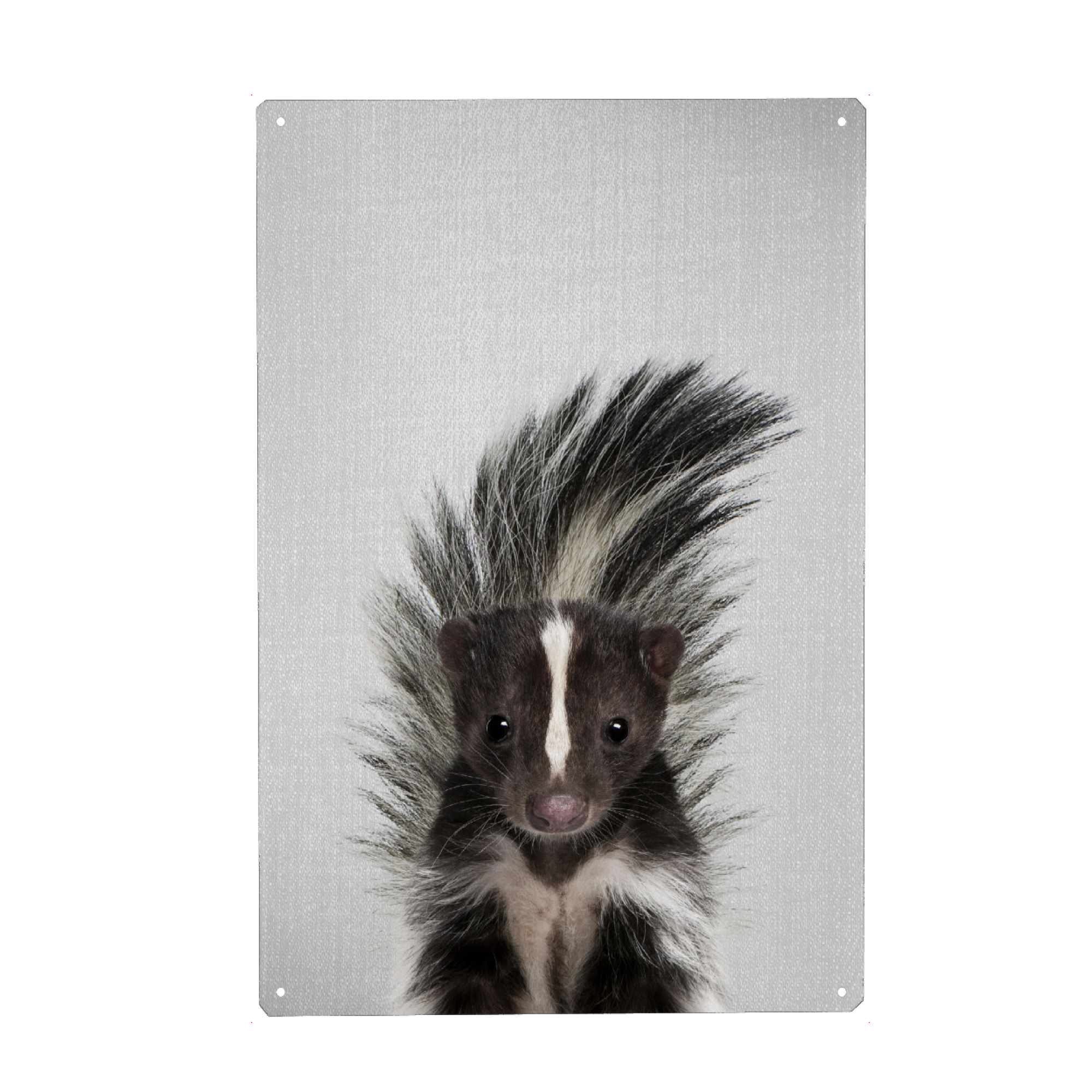 Metall Poster "Skunk - Colorful" artboxONE - Tiere - Animal,Animals,Nature,Wild,Wildlife,Skunk,Woodlands,Tail,Cute,Forest - Blechschild