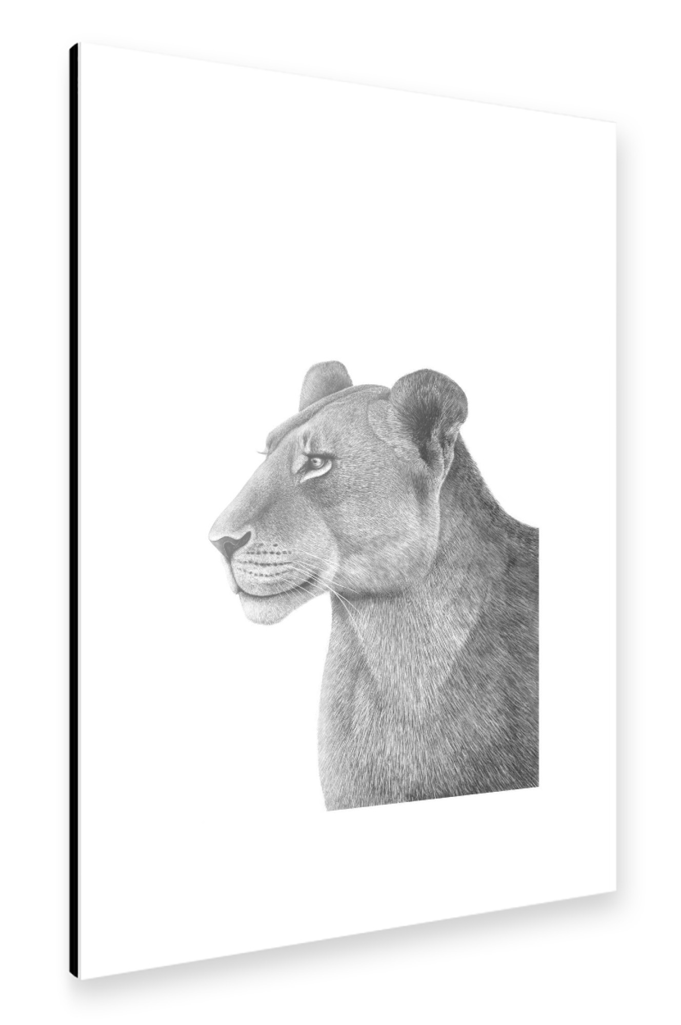 Alu-Dibond "The Lioness" 75x50 cm artboxONE