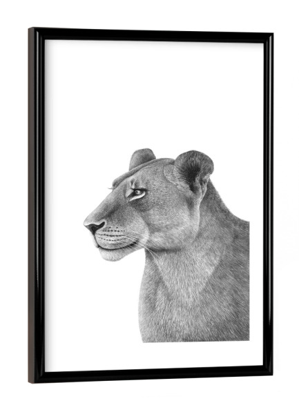 Poster mit schwarzem Rahmen "The Lioness" artboxONE - Natur,Tiere,Schwarzweiß - Cat,Lioness,Black and white,Lion,Illustration